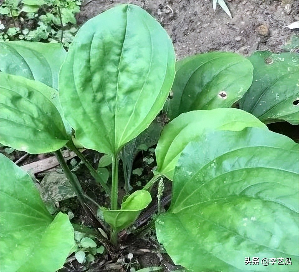 春菜食俗的背后 是逐渐消失在餐盘上的野菜 资讯咖