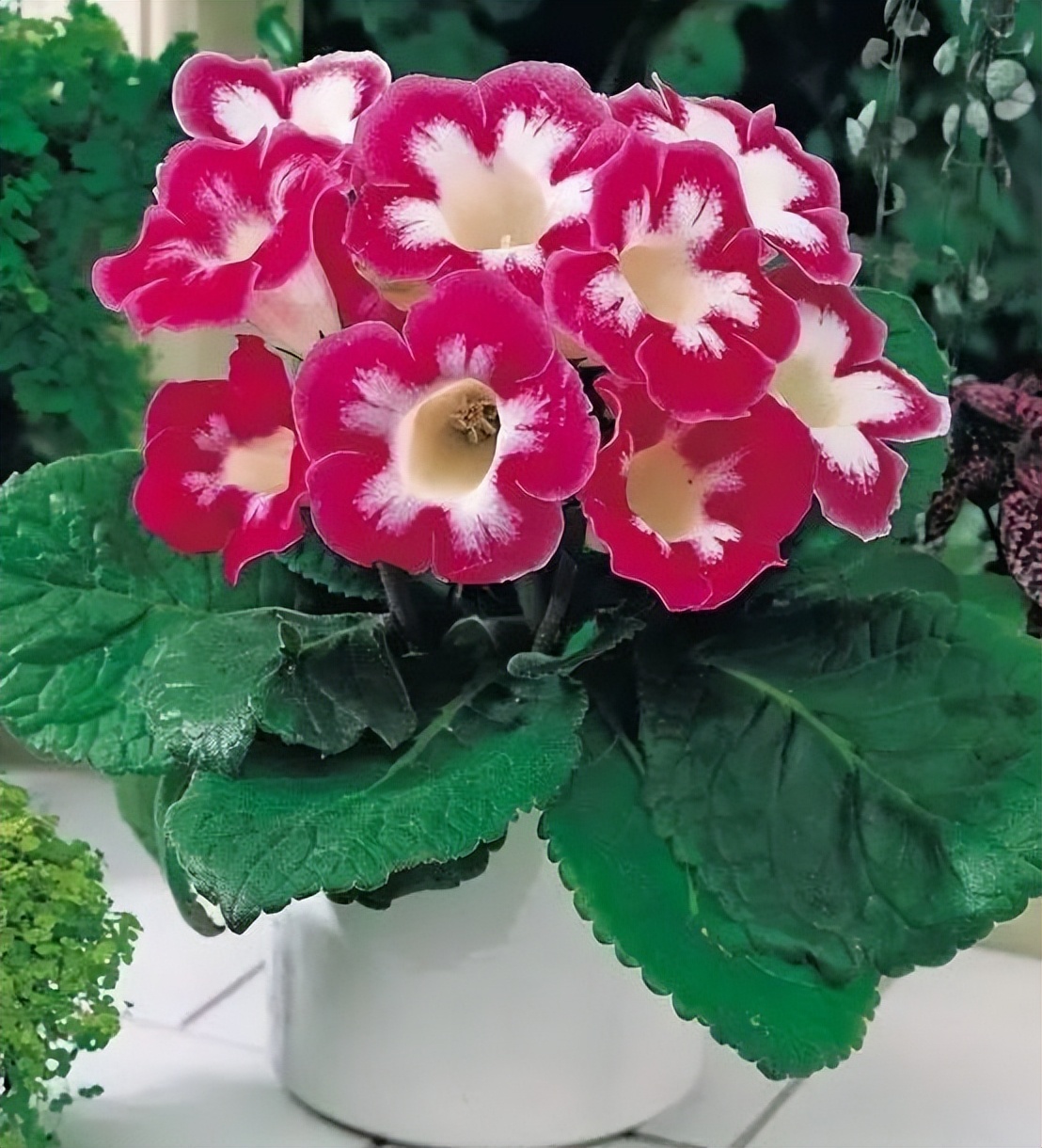 The "11 kinds of flowers" that cannot be exposed to too much sun will