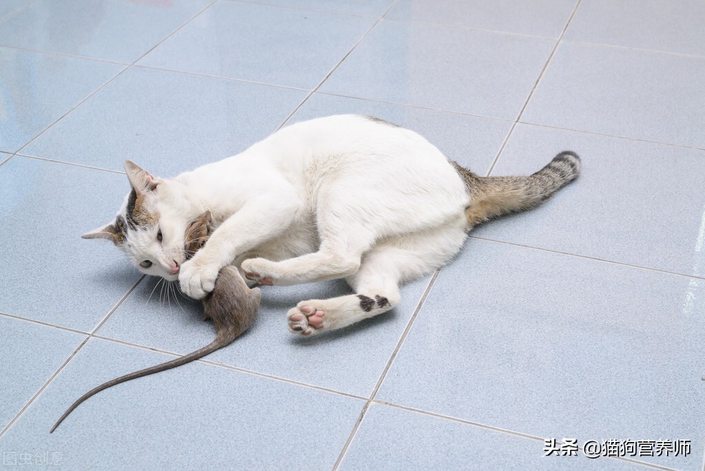 Why do cats catch mice?Not just to replenish energy iMedia