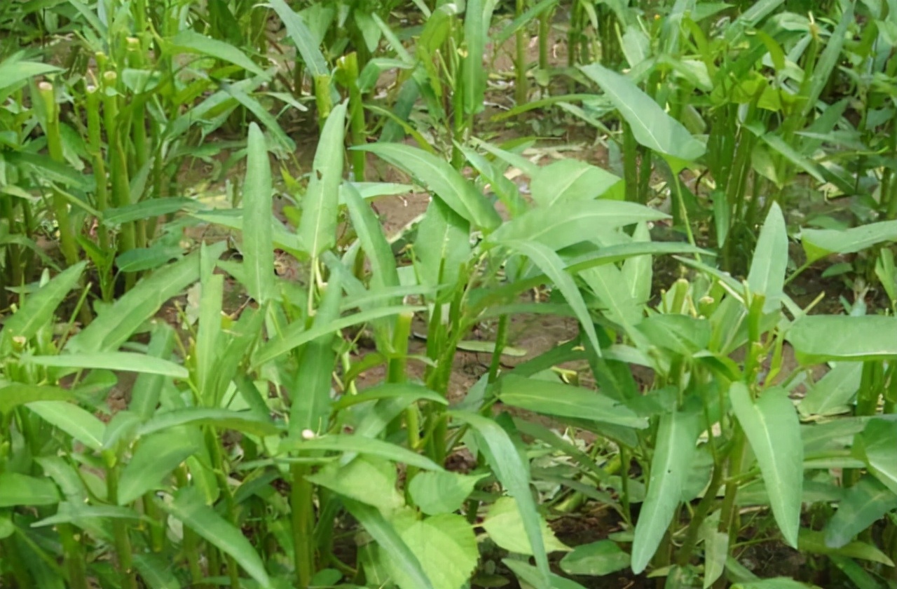 Water spinach is poisonous and can't be eaten?Can water spinach be