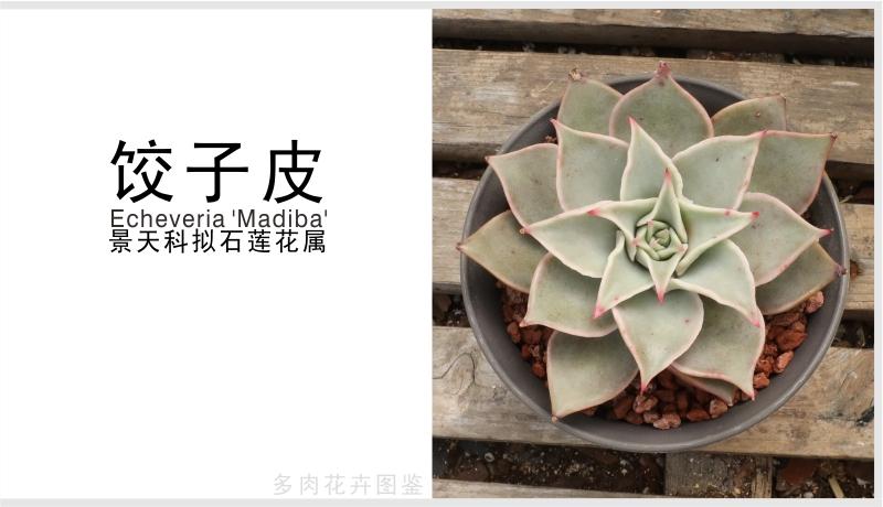 饺子皮 景天科拟石莲花属多肉植物 中型品种 小贵货韩国品种 资讯咖