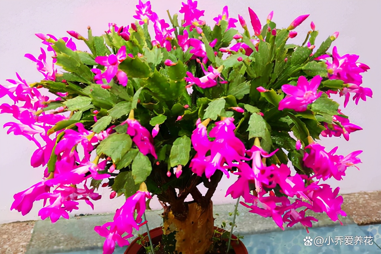 年后逛花市 低价捡漏不该错过的植物有哪些 这3种盆栽最热门 资讯咖