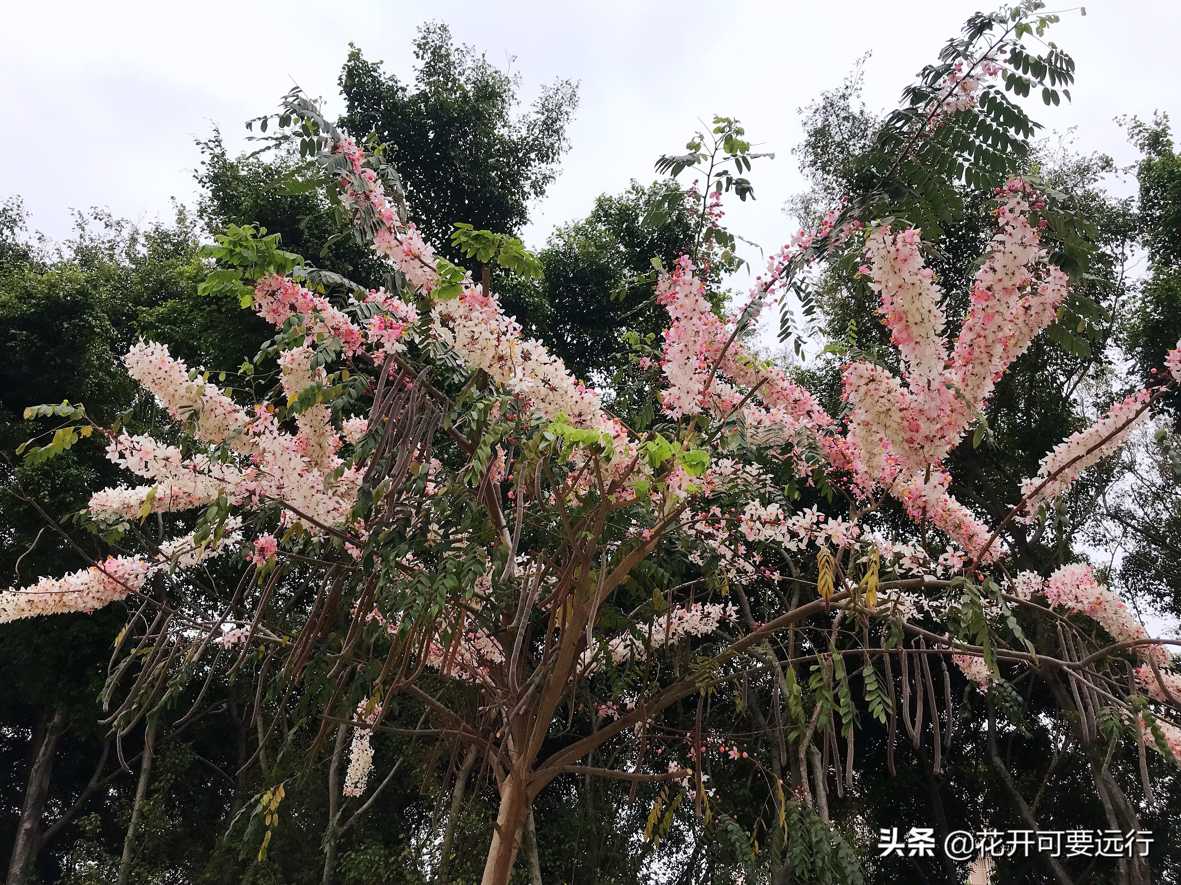 木棉花vs 异木棉 弄玉轻盈 飞琼淡泞 偶遇一棵开满鲜花的花旗木 资讯咖