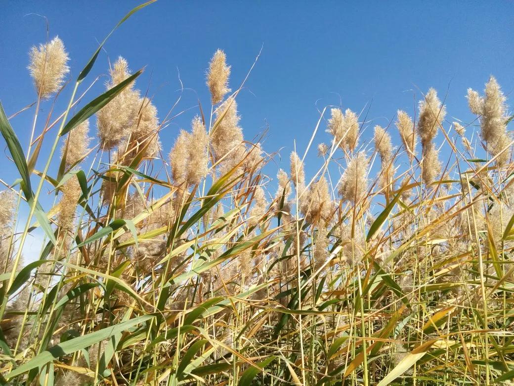 The reed flower you see may be the dianthus iMedia