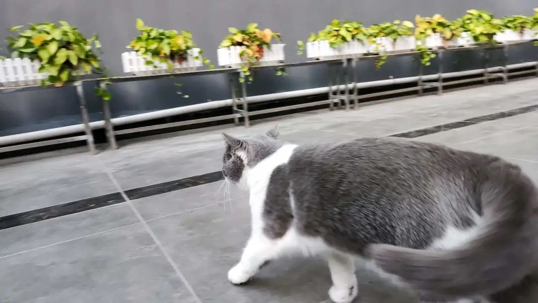 can-cats-kill-mice-imedia