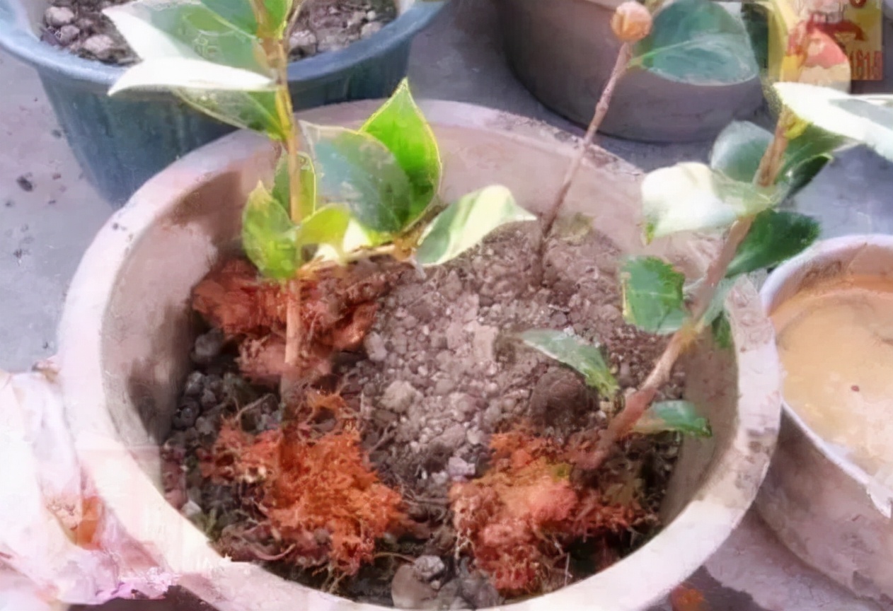 How much do you know about these 20 flower "slang words"? iMedia