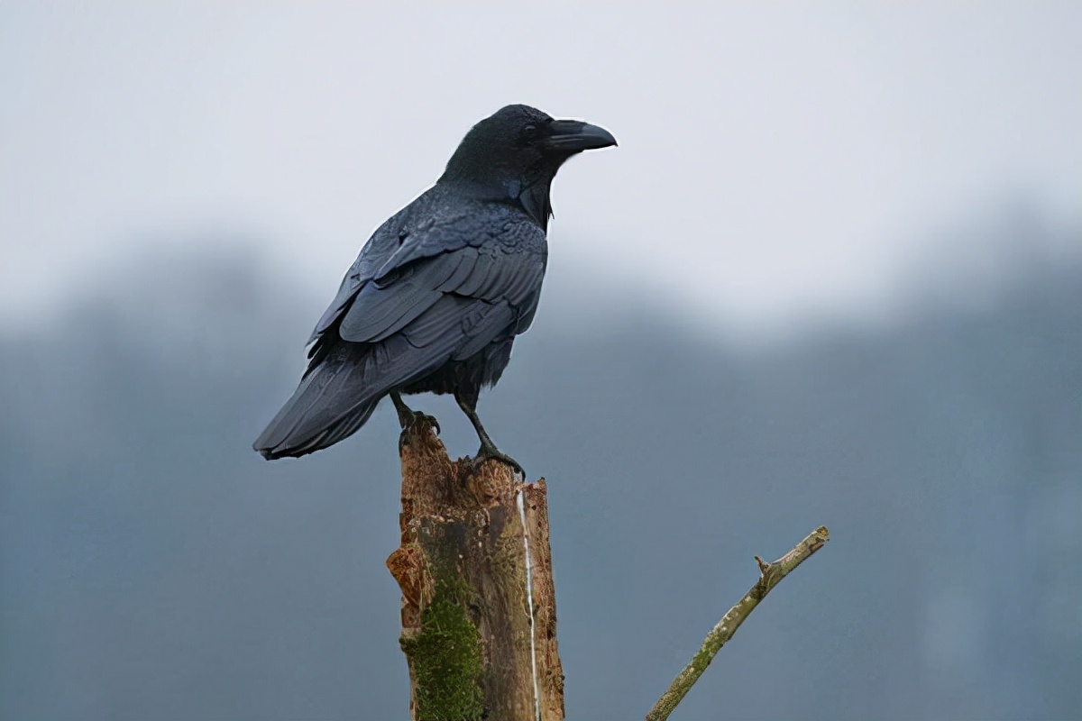 What kind of bird is Jingwei iMedia