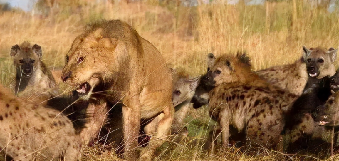 Why do spotted hyenas like to dig their anus?Why do animals stay put