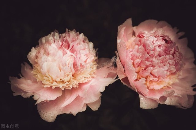 四月花神 牡丹 一 天子最不舍牡丹 资讯咖