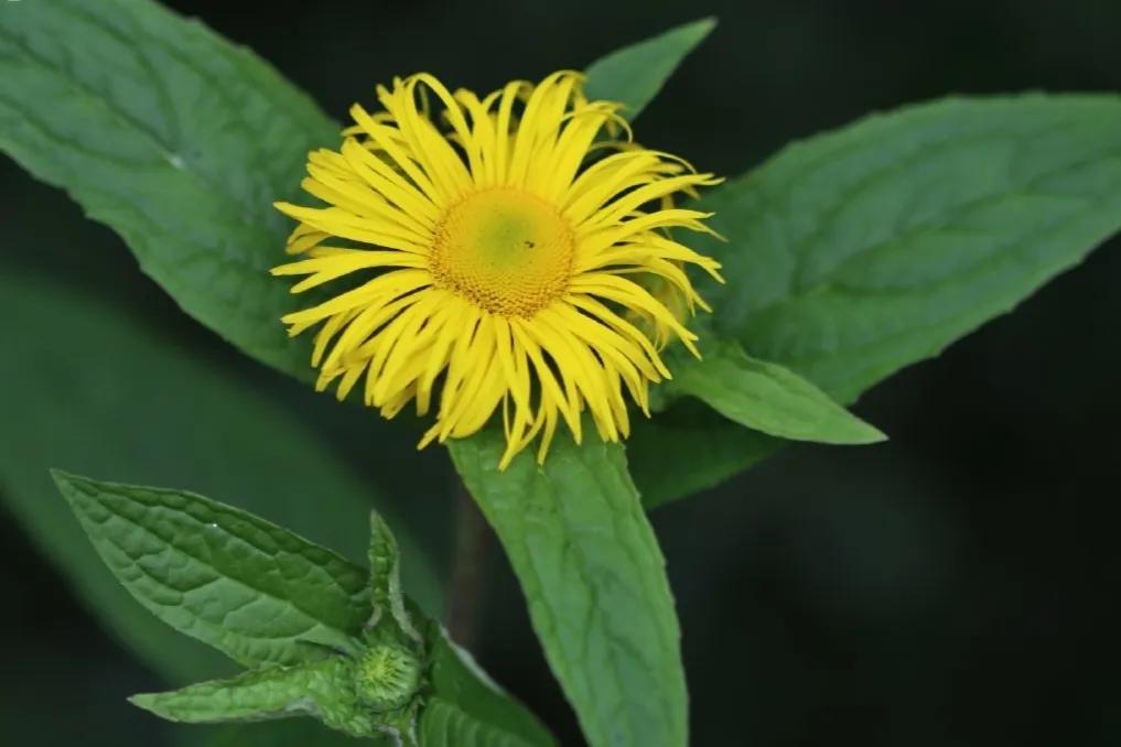 Sunshine in the heart, life like summer flowers blooming, love in the