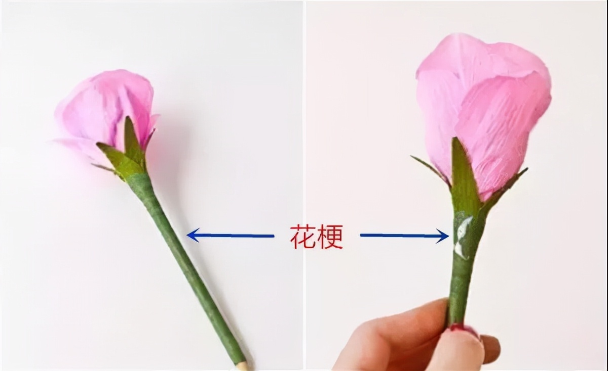 春暖花开赏花时 教你辨识这几种相似的花 别再被朋友说不懂花了 资讯咖 春暖花开赏花时 教你辨识这几种相似的花 别再被朋友说不懂花了 资讯咖