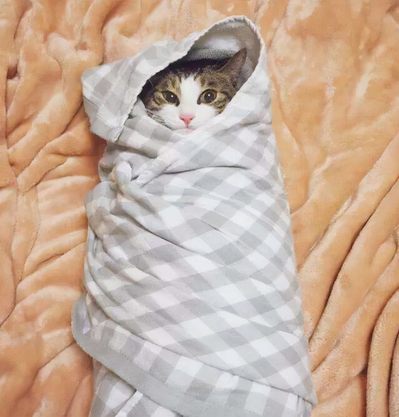 Scratched from washing cat ears?How to get cats to wash their ears