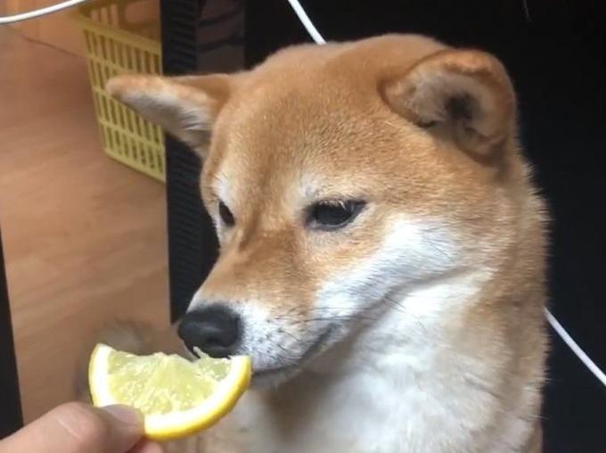 柴犬拉稀但精神状态很好是怎么回事 资讯咖