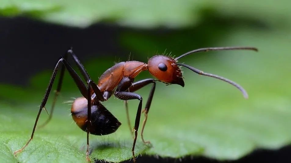 What do ants smell like?may be like lemon, chocolate or cheese iMedia