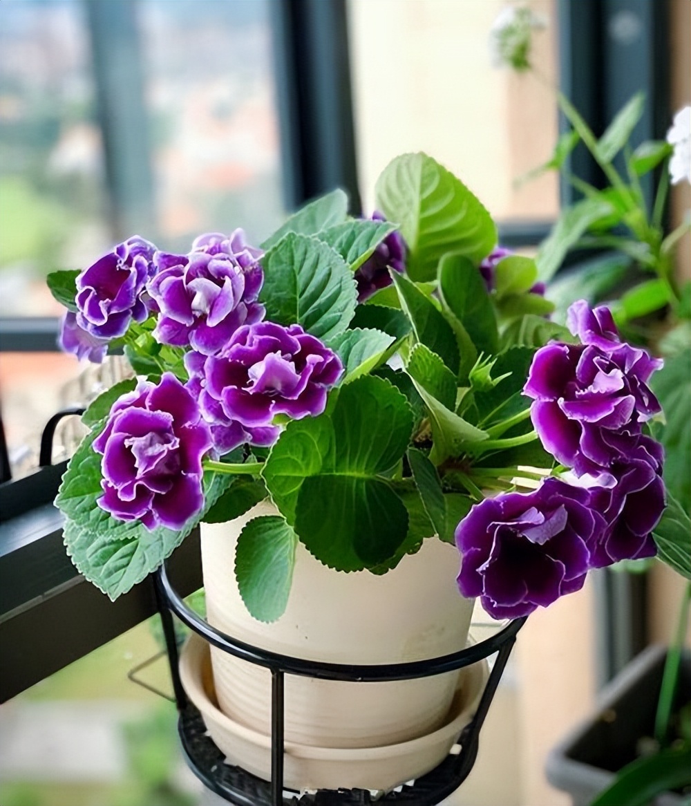 The "11 kinds of flowers" that cannot be exposed to too much sun will