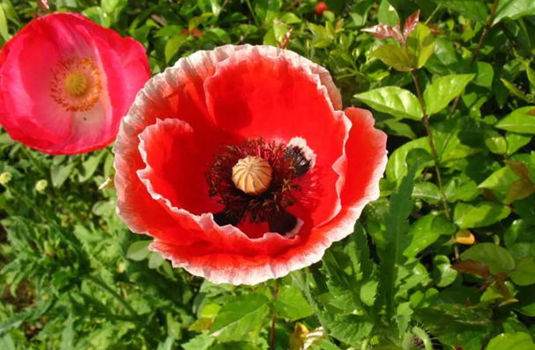 How much do you know about these 20 flower "slang words"? iMedia