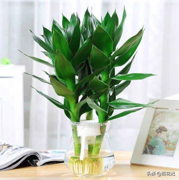 How does Lucky Bamboo thrive in water?Master the following points to