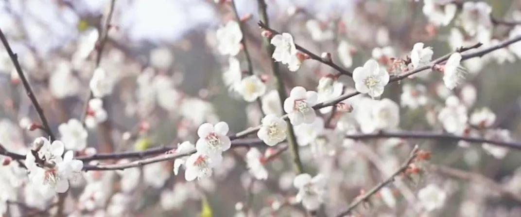 宝剑锋从磨砺出 梅花香自苦寒来 资讯咖