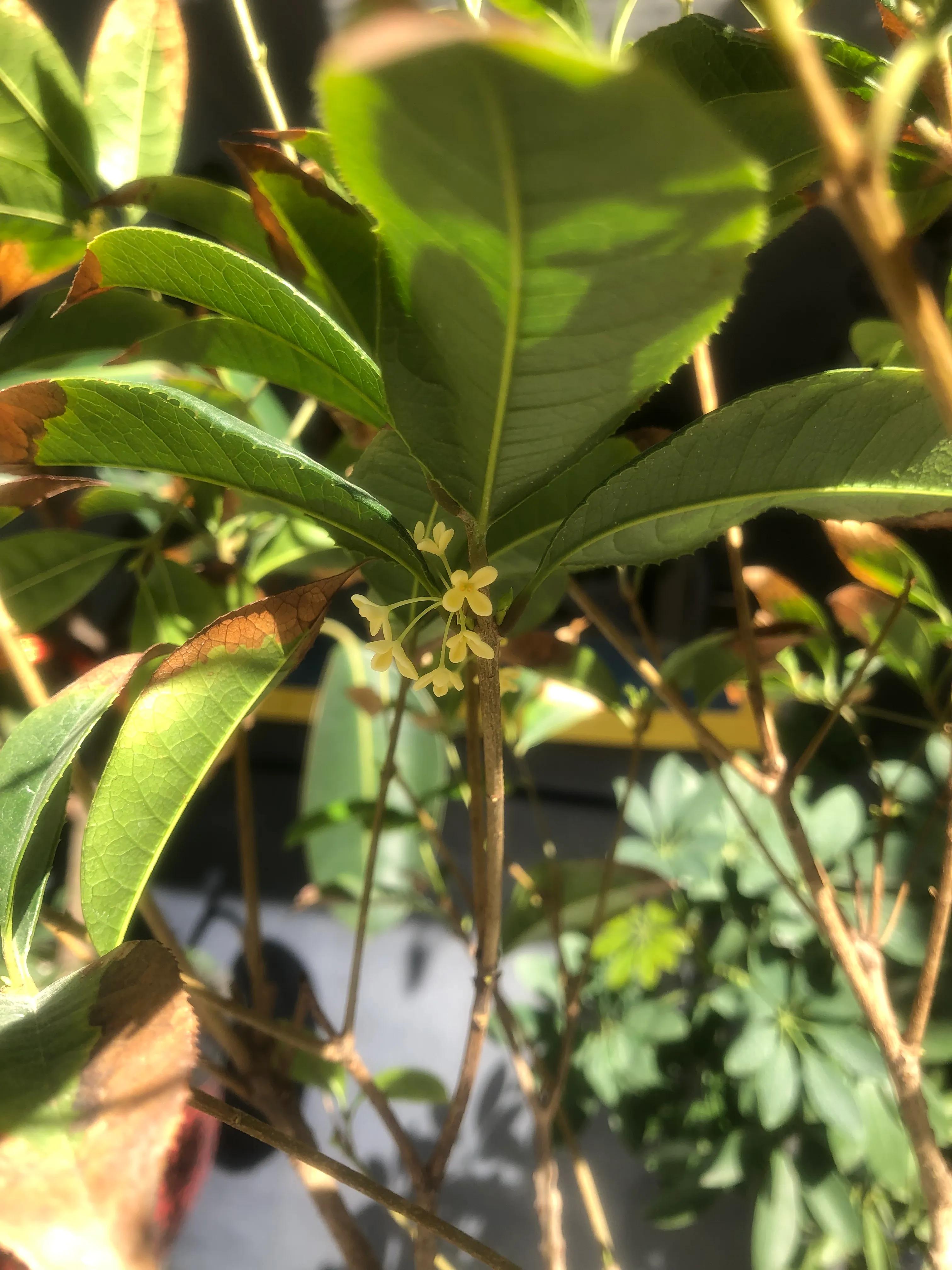 Why don't the plants grown in the home bloom?The reason is so simple