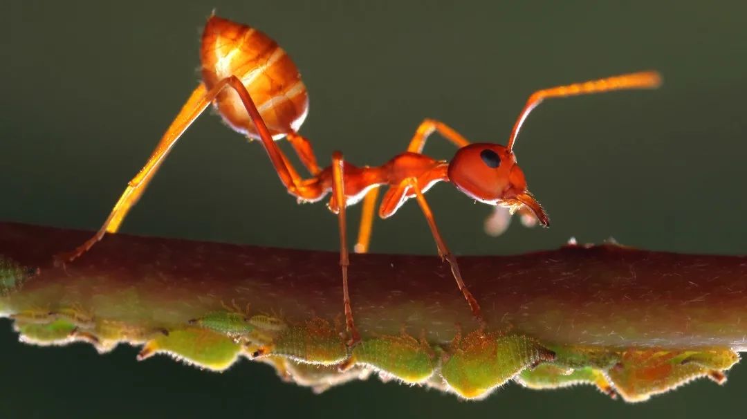 What do ants smell like?may be like lemon, chocolate or cheese iMedia