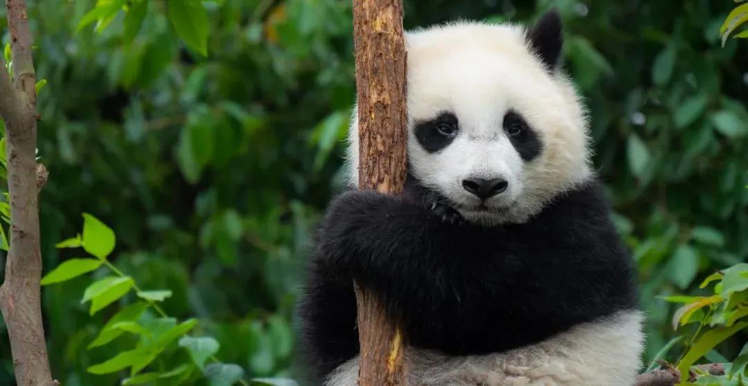 As a close relative of bears, why don't giant pandas hibernate? - iMedia