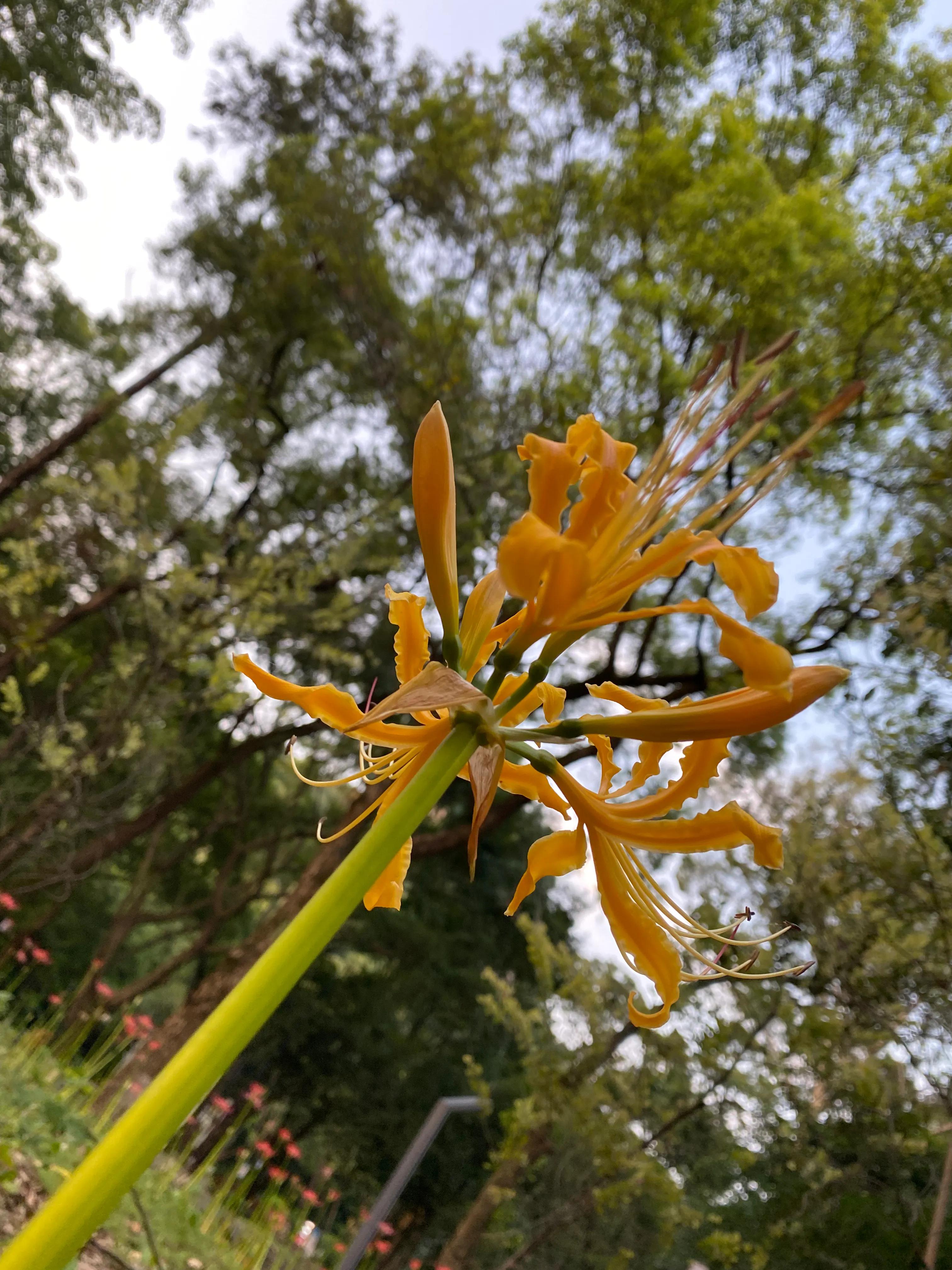 天堂地狱 石蒜花 资讯咖