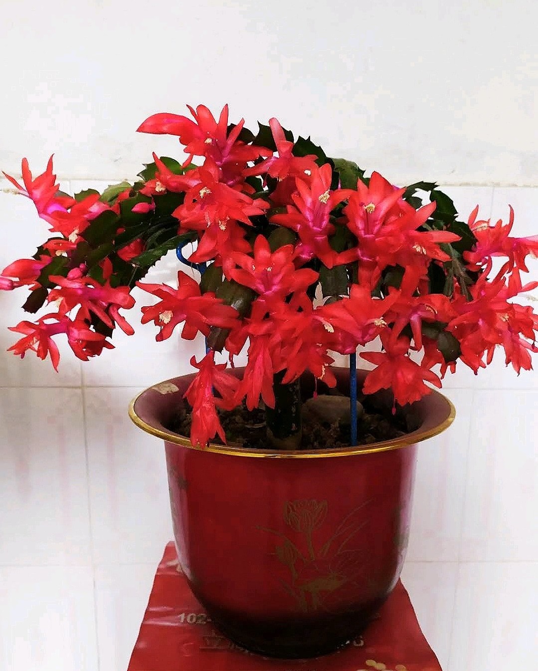 年宵花 新宠 胭脂 美丽又喜庆 冬春季开花 在室内也能养好 资讯咖