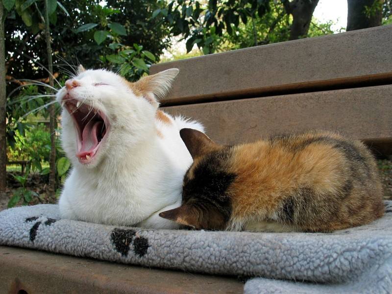 A Mother Stray Cat Is Seen Taking Her Sick Kitten To The Hospital For Help IMedia