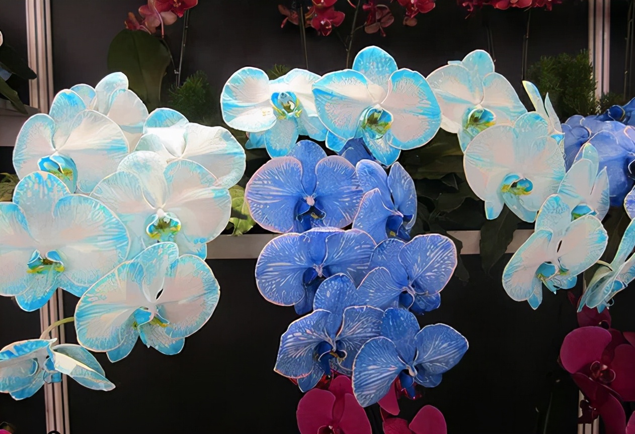 How much do you know about these 20 flower "slang words"? iMedia