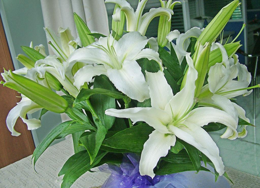 How can lilies grow longer when they are inserted in the water? iMedia