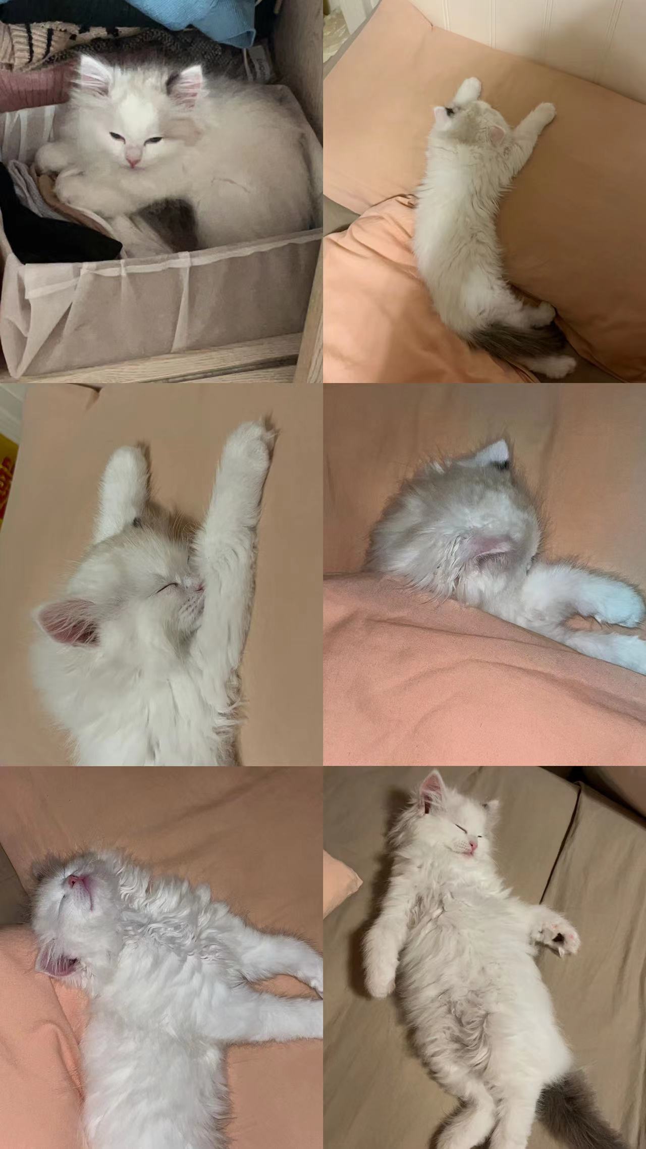 How exciting is it to raise a cat for the first time, the hardships and