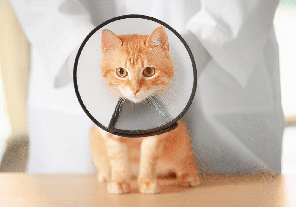 how-can-i-tell-if-my-cat-has-ringworm