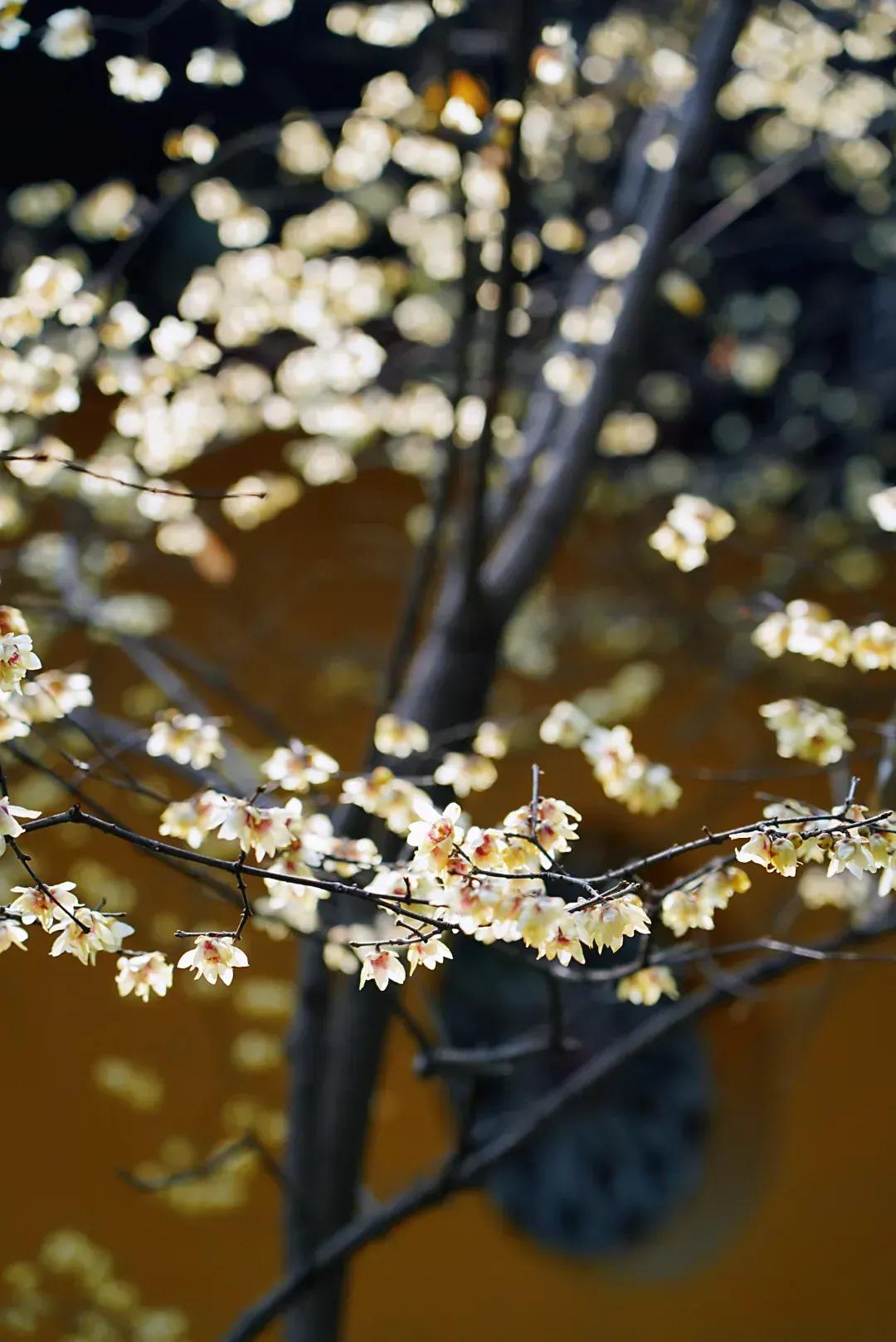 Another Plum Blossom Poem A House of Flowers and Shadows iMedia