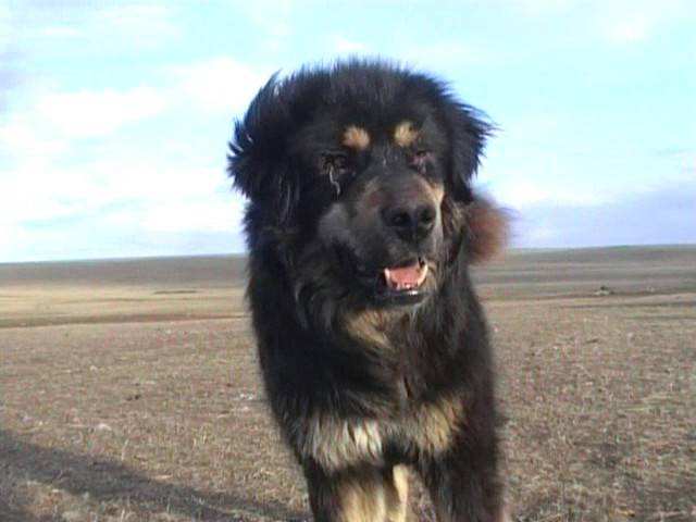 最不起眼 的5种狗 却因名字被吸引 资讯咖