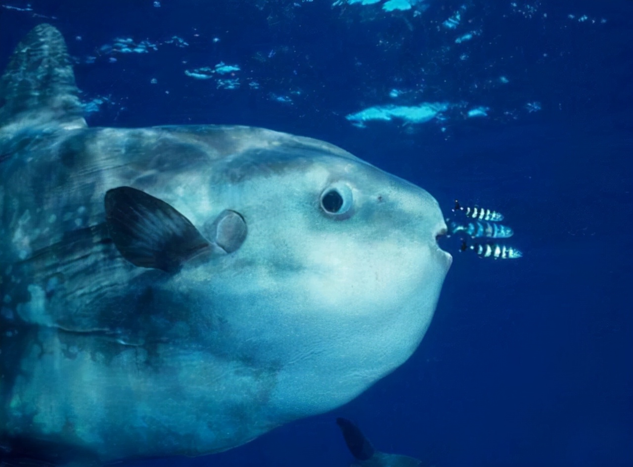 The dumbest fish in the world, the sunfish that does not escape after ...