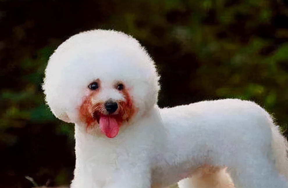 bichon tear stains