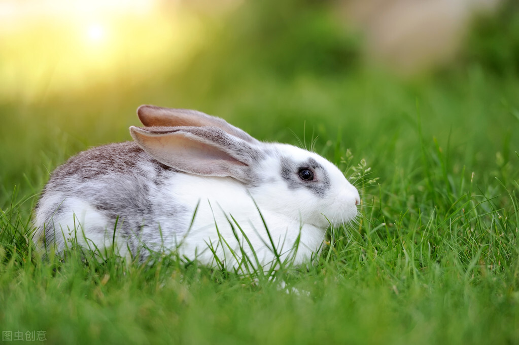 Do rabbits use probiotics to supplement calcium? iMedia