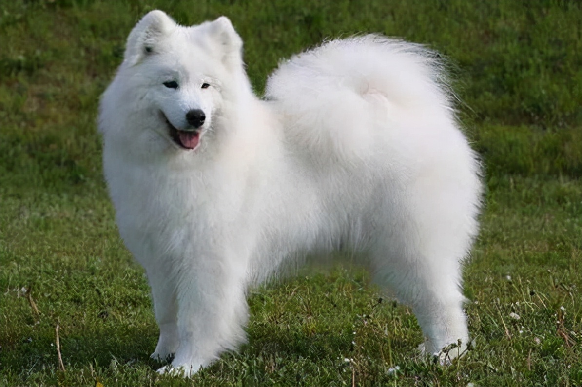 After cats were sanctioned, Russia's dogs were not spared, Russian