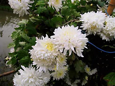 寒菊 冬菊 Mp头条