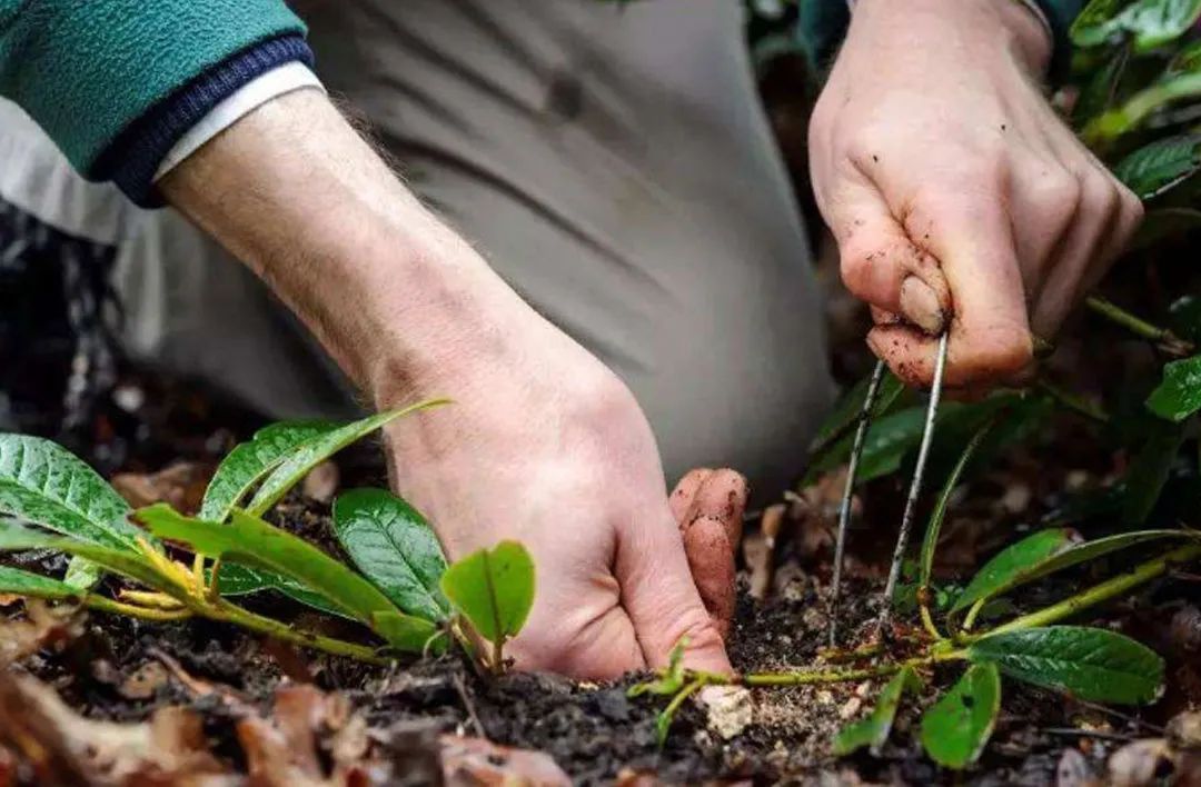 How much do you know about these 20 flower "slang words"? iMedia