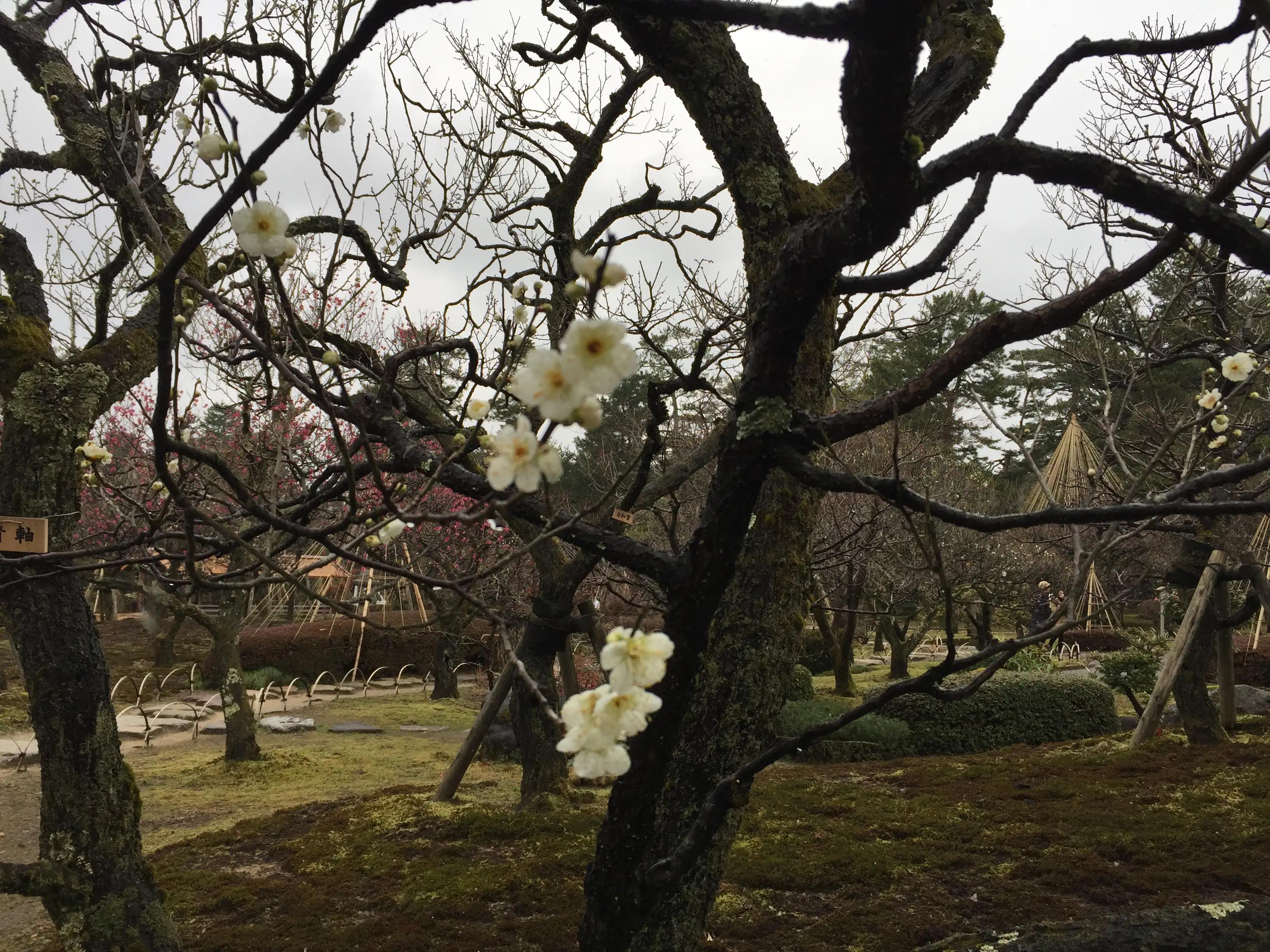 金澤市兼六園裡花開不謝的苔梅 資訊咖