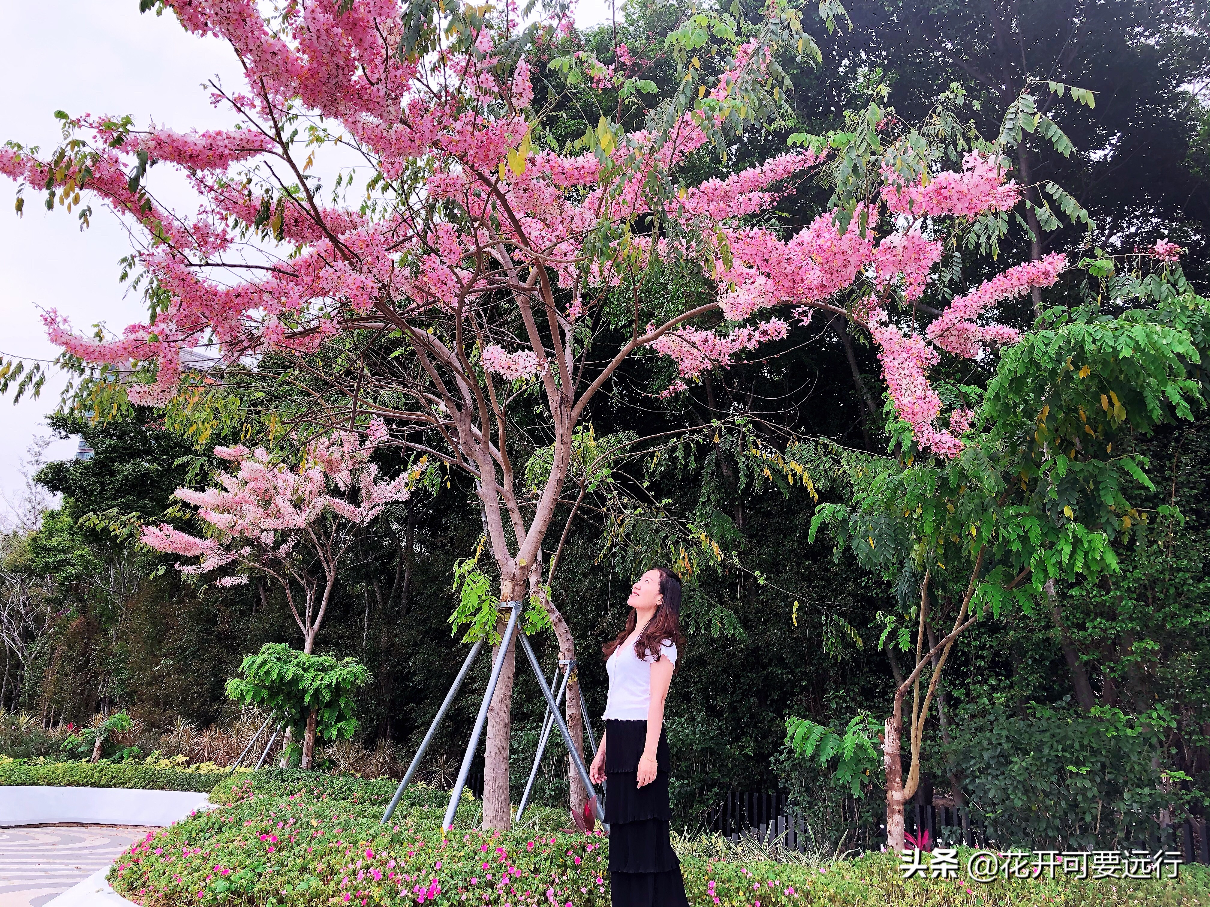 木棉花vs 异木棉 弄玉轻盈 飞琼淡泞 偶遇一棵开满鲜花的花旗木 资讯咖