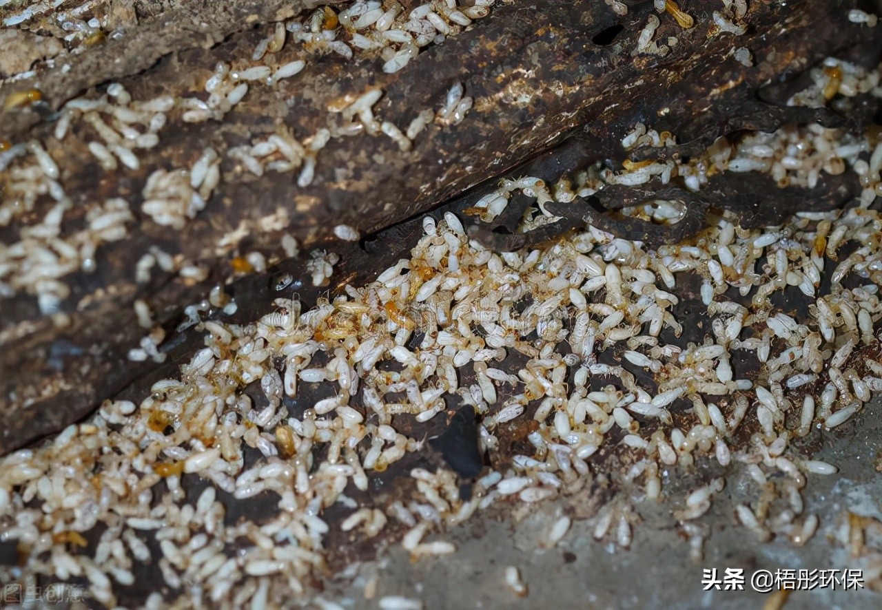 How can I tell if there are termites in my home?These Signs You Have