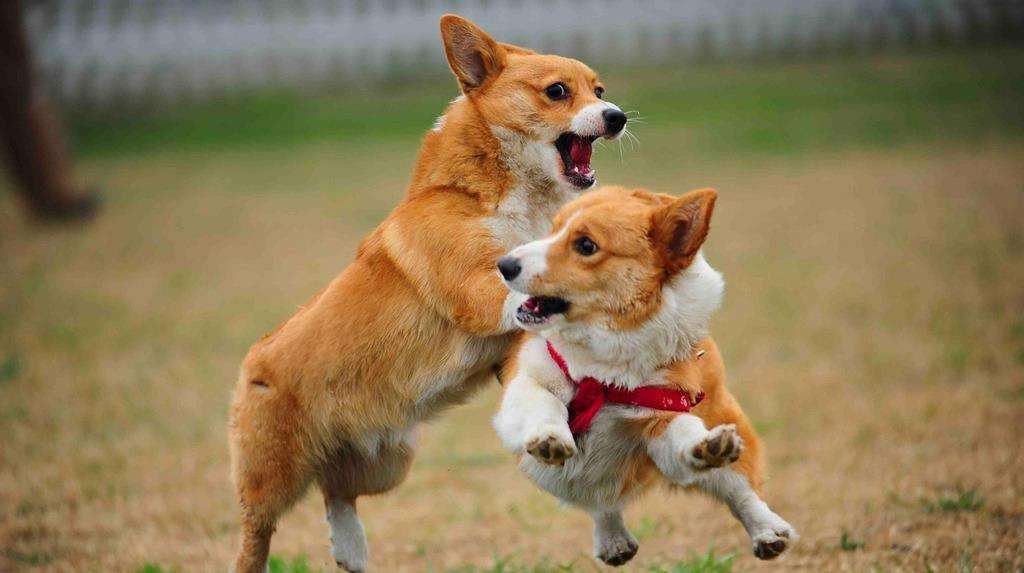 Why does the bitch turn around and attack the male dog after the dog's