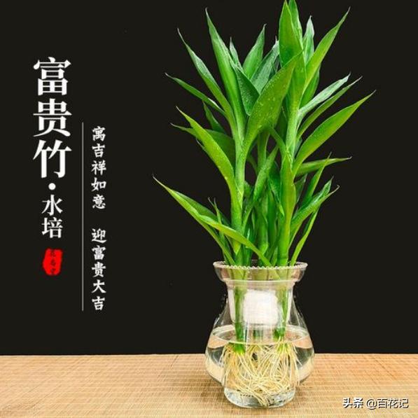 How does Lucky Bamboo thrive in water?Master the following points to