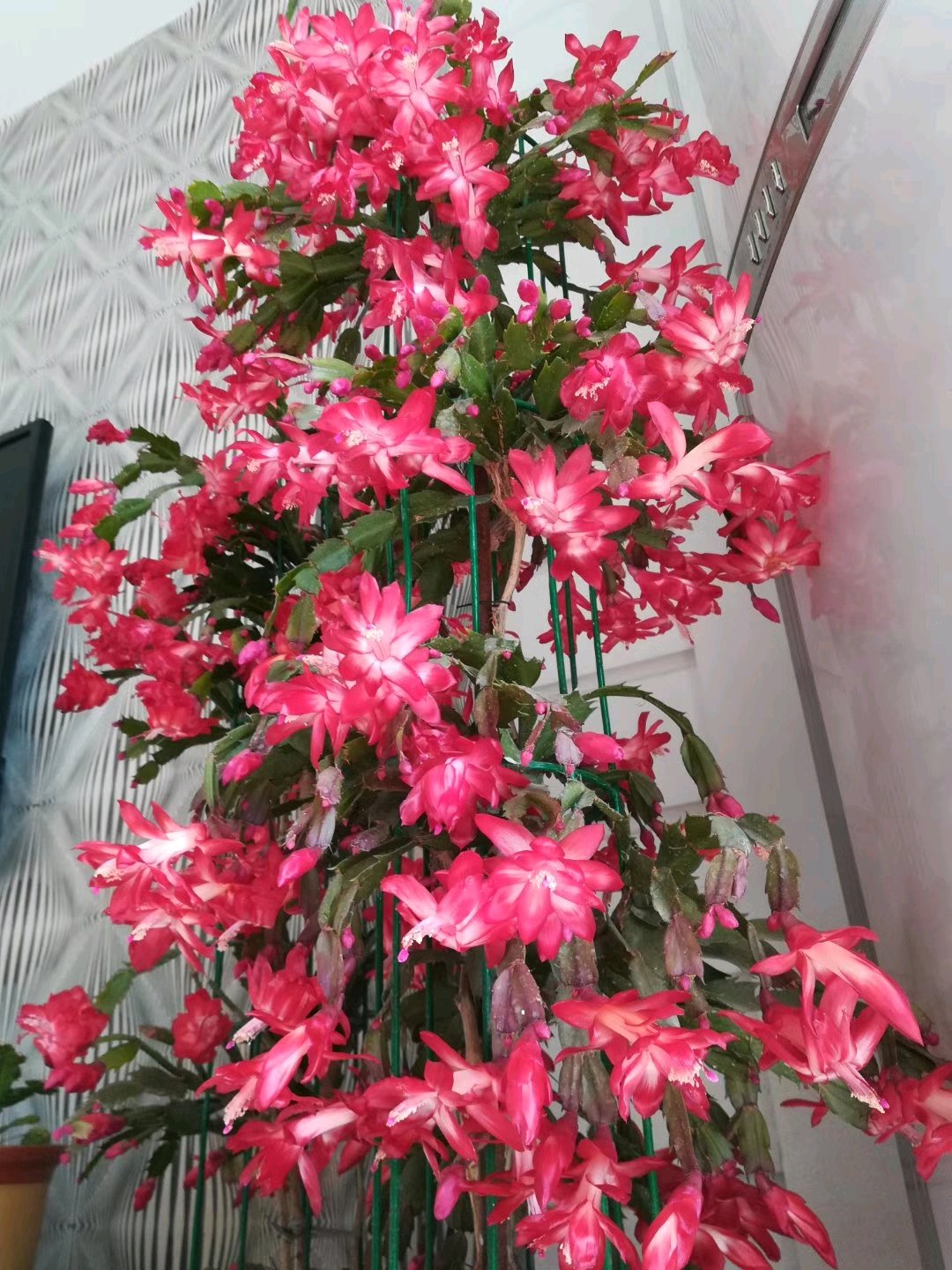 年宵花 新宠 胭脂 美丽又喜庆 冬春季开花 在室内也能养好 资讯咖