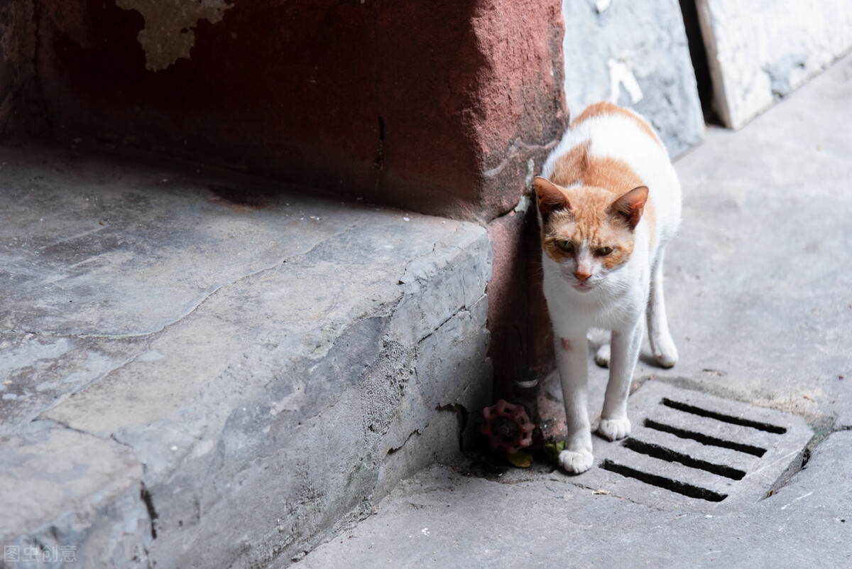 How do cats get jaundice iMedia